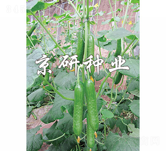 綠精靈5號-黃瓜種子-京研種業