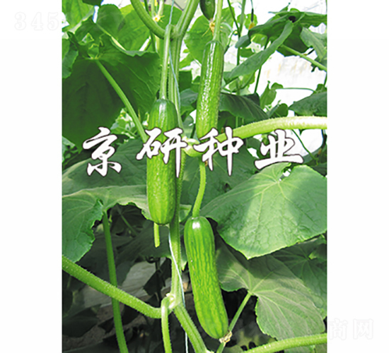 綠精靈4號-黃瓜種子-京研種業