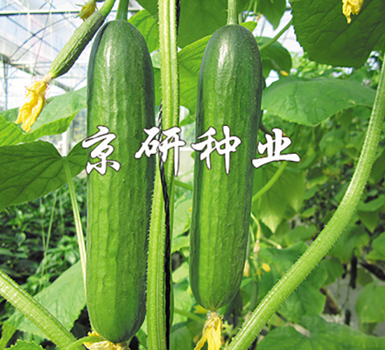 綠精靈3號-黃瓜種子-京研種業