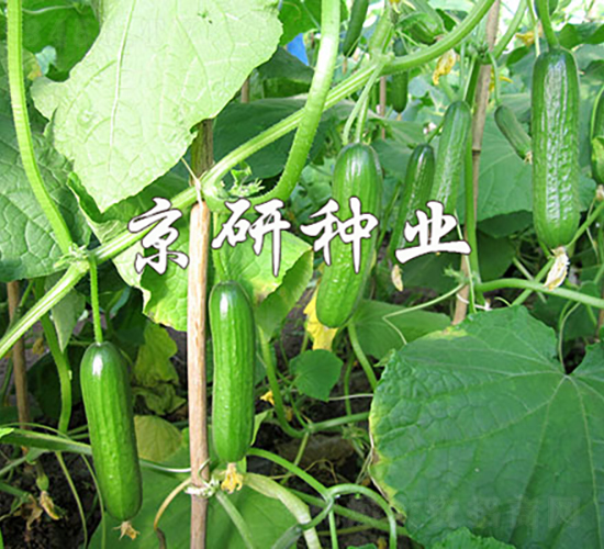 綠精靈2號-黃瓜種子-京研種業