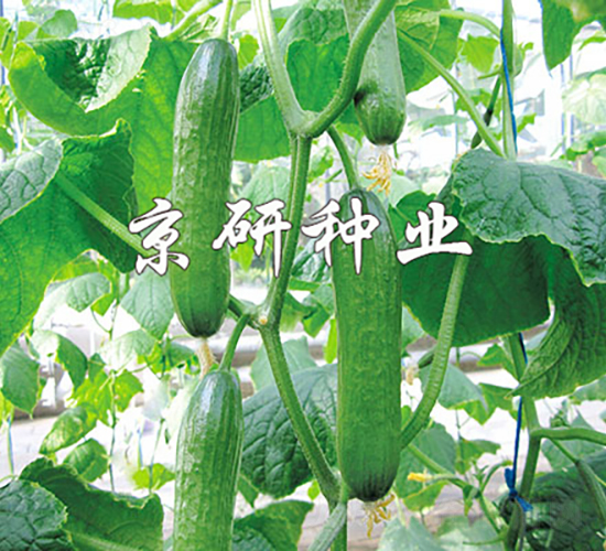 綠精靈-黃瓜種子-京研種業