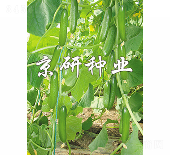 京研迷你7號-黃瓜種子-京研種業