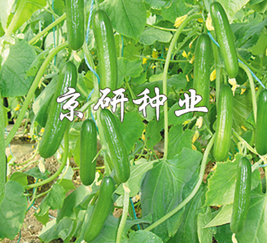 京研迷你6號-黃瓜種子-京研種業(yè)