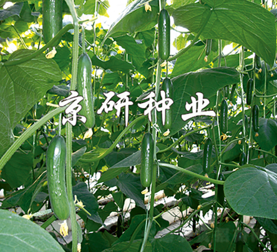 京研迷你5號-黃瓜種子-京研種業