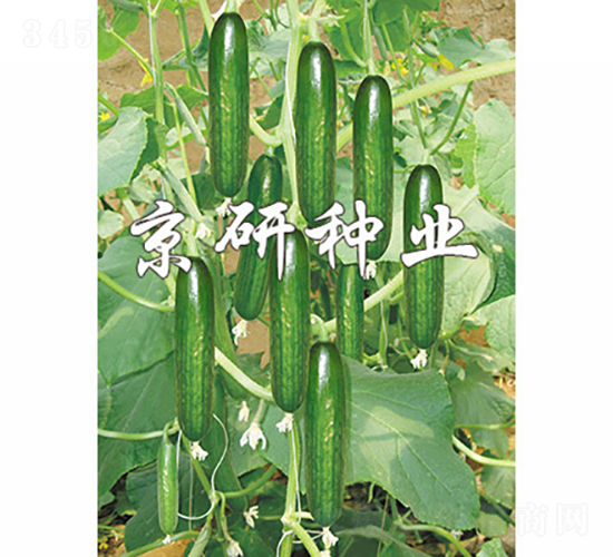 京研迷你4號-黃瓜種子-京研種業
