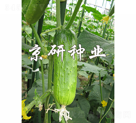 京研綠玲瓏-黃瓜種子-京研種業