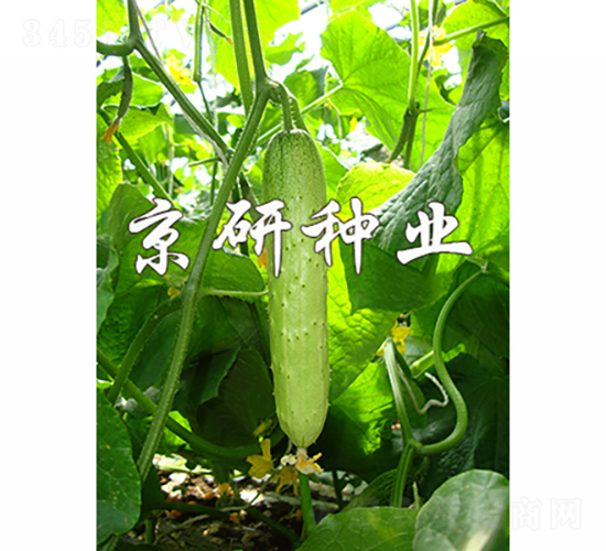 京研旱寶7號(hào)-黃瓜種子-京研種業(yè)