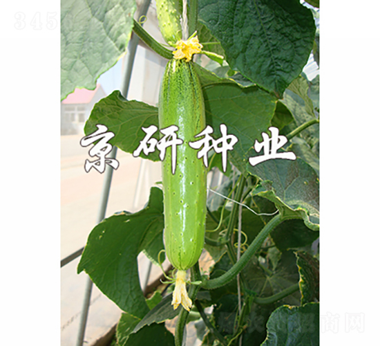 京研旱寶5號-黃瓜種子-京研種業