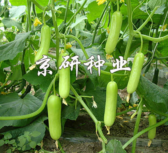 京研玉甜156-黃瓜種子-京研種業