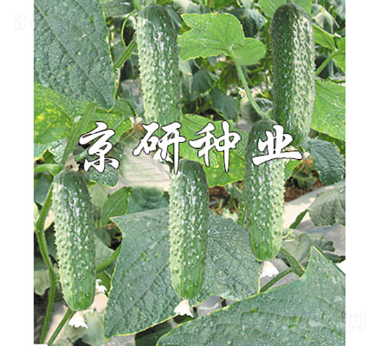 京研腌漬寶90-黃瓜種子-京研種業