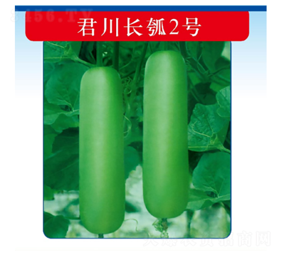 君川長(zhǎng)瓠2號(hào)-西葫蘆種子-君川種業(yè)