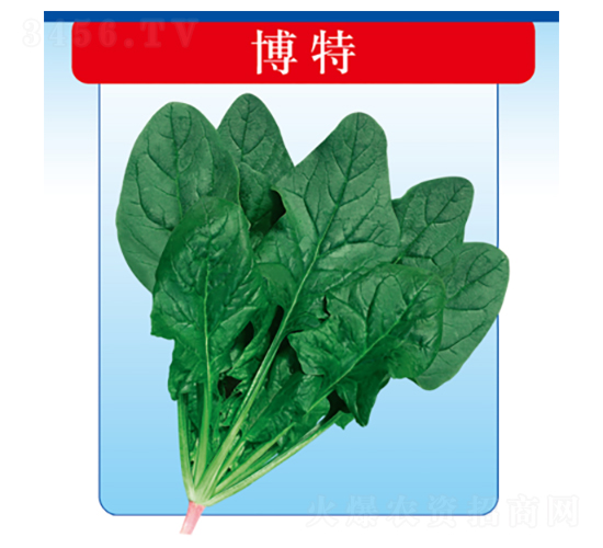 博特-菠菜種子-君川種業