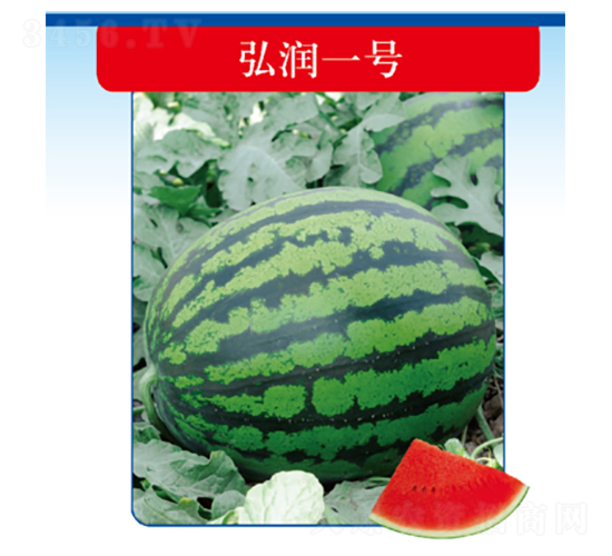 弘潤一號-西瓜種子-君川種業
