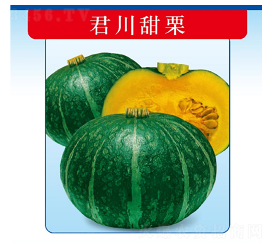 君川甜栗-南瓜種子-君川種業