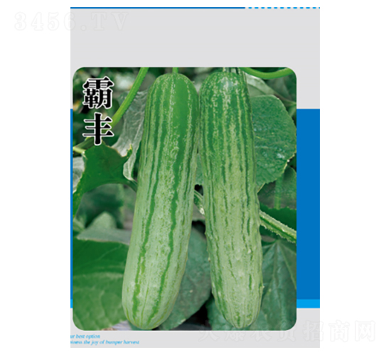 霸豐-黃瓜種子-君川種業