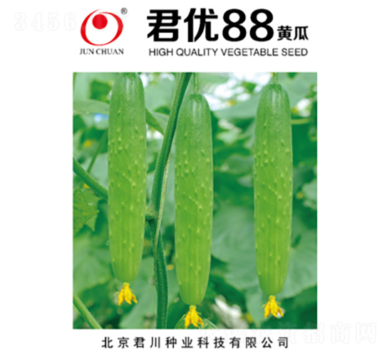 君優88-黃瓜種子-君川種業