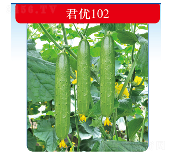 君優102-黃瓜種子-君川種業