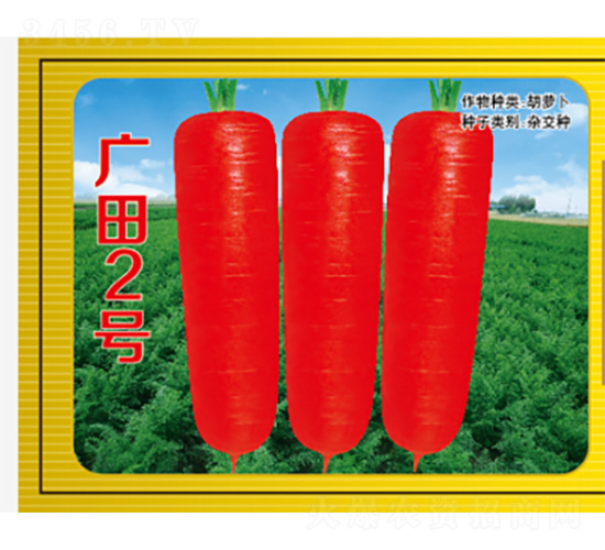 廣田2號-胡蘿卜種子-君川種業