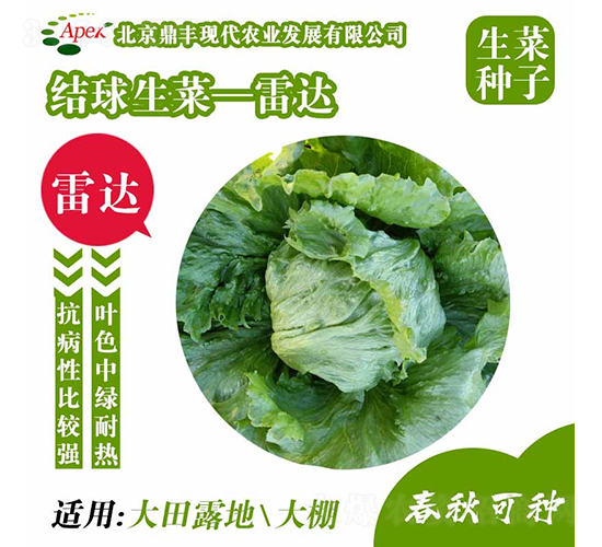 雷達-生菜種子-鼎豐農業