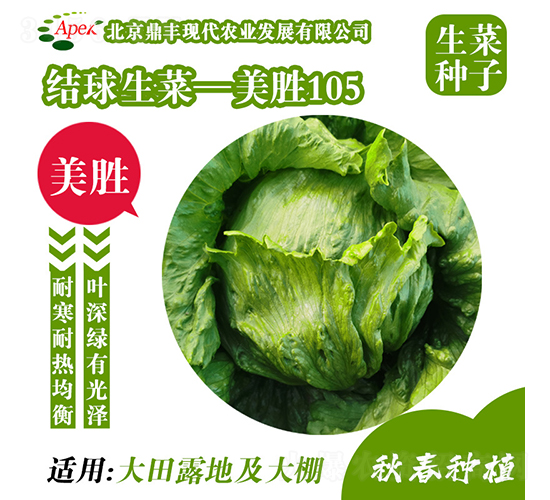 美勝105-生菜種子-鼎豐農業