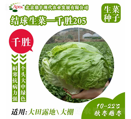 千勝205-生菜種子-鼎豐農業