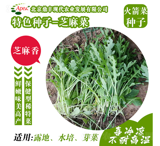 芝麻菜-火箭菜種子-鼎豐農業