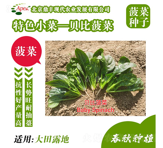 貝比菠菜-菠菜種子-鼎豐農業