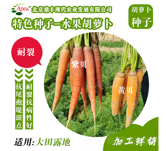 æ°´æžœèƒ¡è˜¿åœ-èƒ¡è˜¿åœç¨®å­-é¼Žè±è¾²(nÃ³ng)æ¥­(yÃ¨)