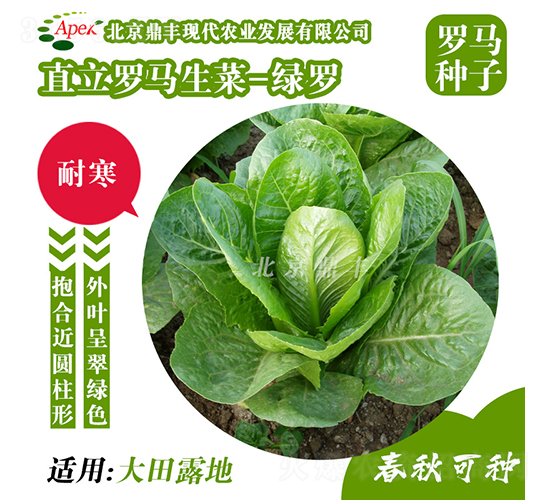 綠羅-生菜種子-鼎豐農業