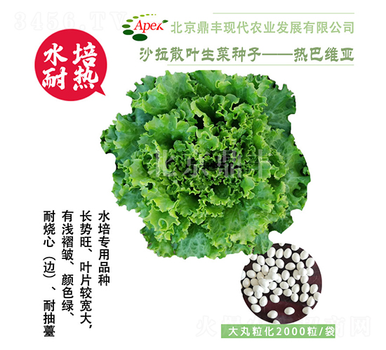 熱巴維亞-生菜種子-鼎豐農業