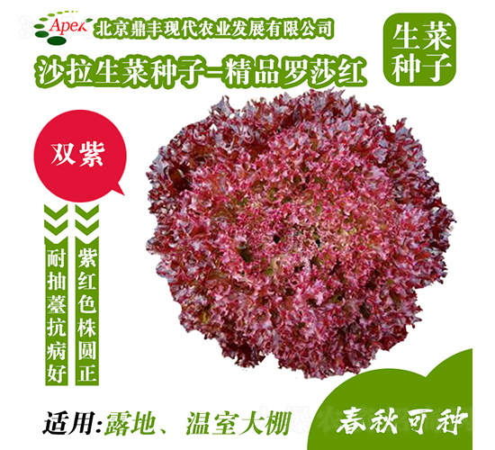 精品羅莎紅-生菜種子-鼎豐農業