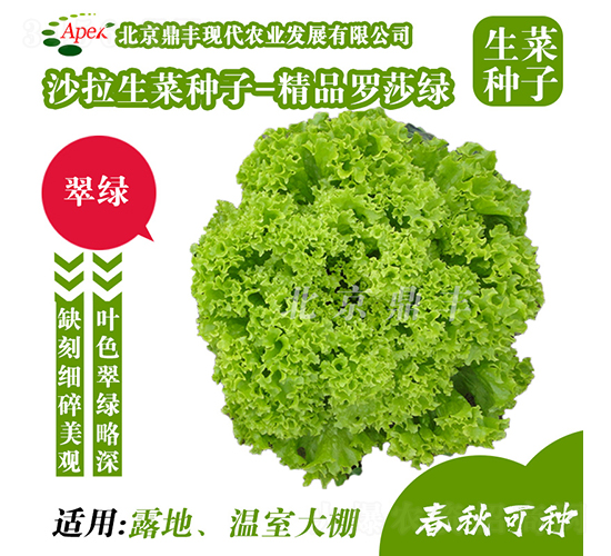 精品羅莎綠-生菜種子-鼎豐農業