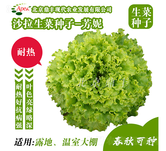 芳妮-生菜種子-鼎豐農業