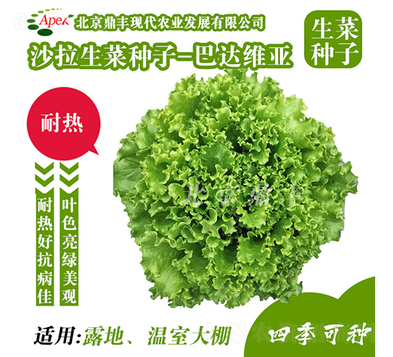 巴達維亞-生菜種子-鼎豐農業