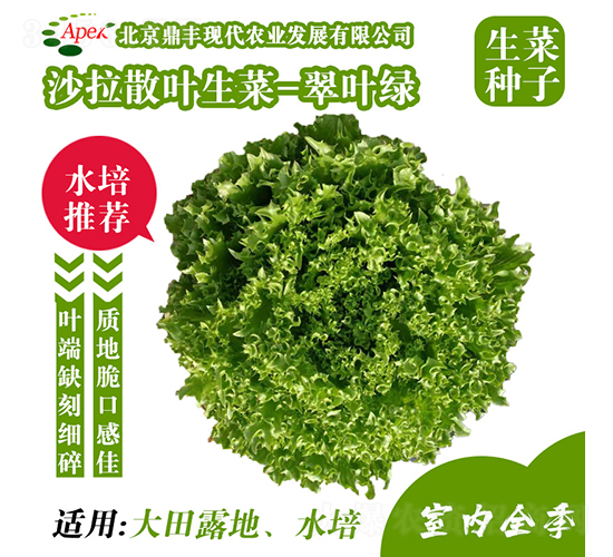 脆葉綠-生菜種子-鼎豐農業