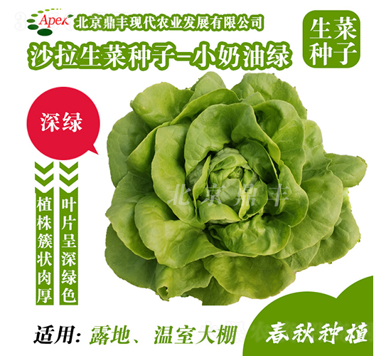小奶油綠-生菜種子-鼎豐農業