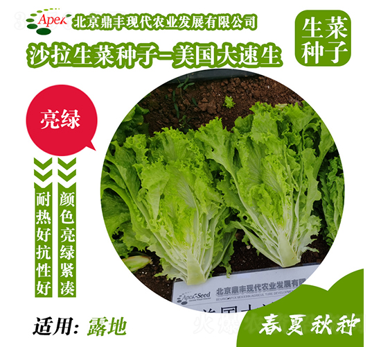 美國大速生-生菜種子-鼎豐農(nóng)業(yè)