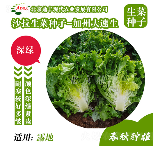 加州大速生-生菜種子-鼎豐農業