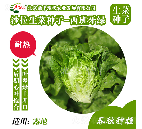 西班牙綠-生菜種子-鼎豐農業