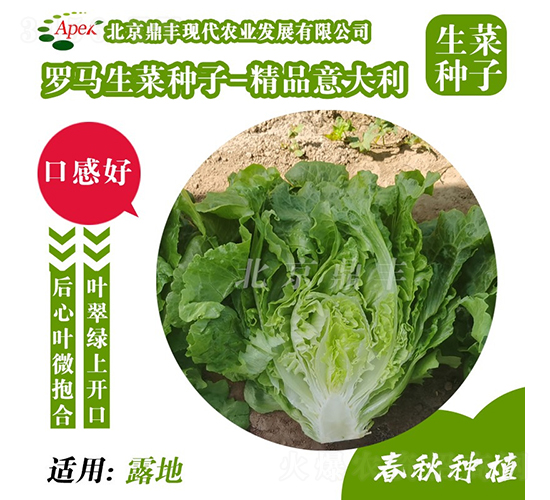 精品意大利-生菜種子-鼎豐農業
