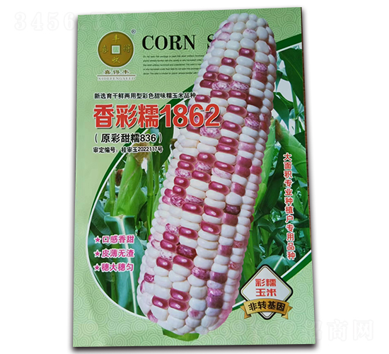 香彩糯1862-玉米種子-華為種業