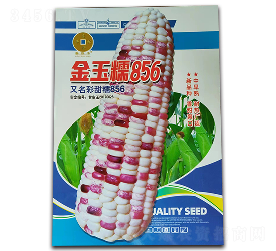 金玉糯856-玉米種子-華為種業
