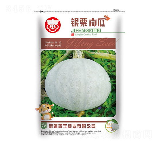 銀栗南瓜-南瓜種子-吉豐種業