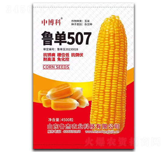 魯單507玉米種子-中博科-魯杰農業
