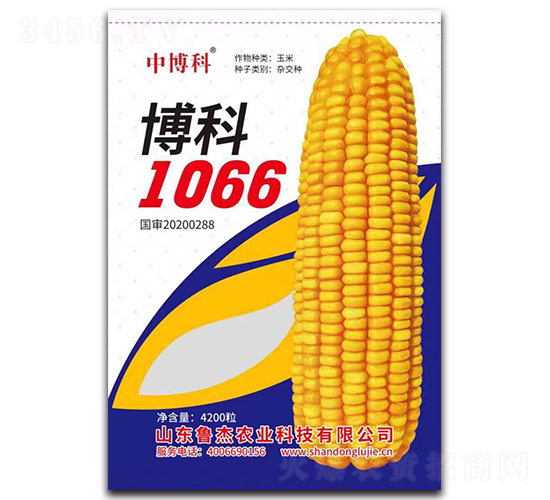 博科1066玉米種子-中博科-魯杰農業