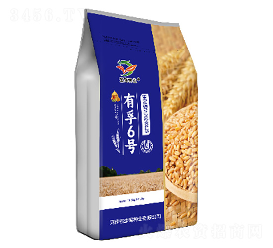 小麥種子-有孚6號-坔育種業