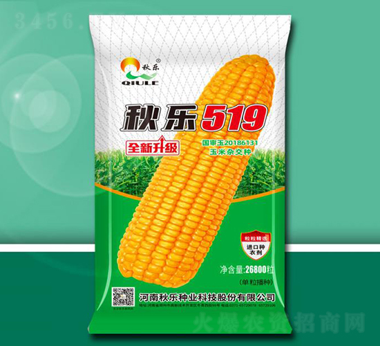 秋樂519-玉米種子-秋樂種業