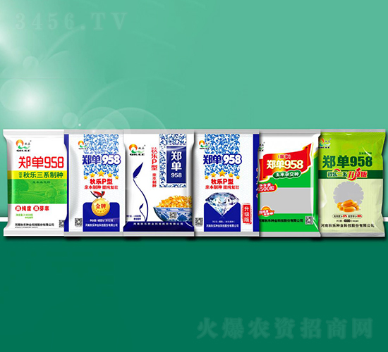 鄭單958-玉米種子-秋樂種業