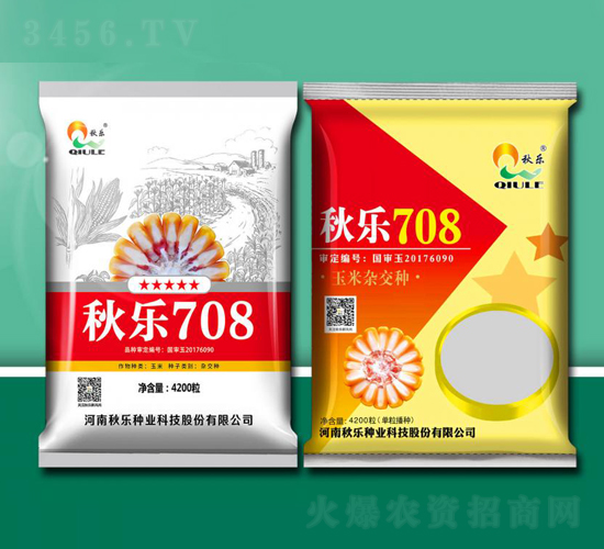 秋樂708-玉米種子-秋樂種業