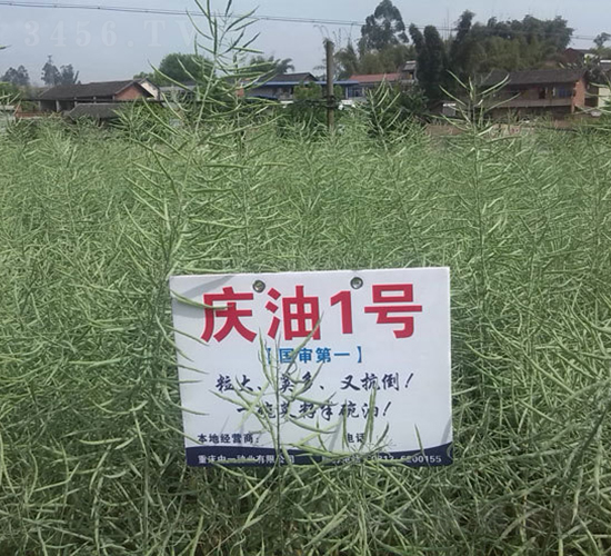 慶油1號-油菜種子-神農科技